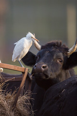 Cattle egret