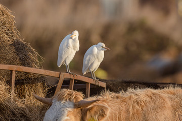 Cattle egret