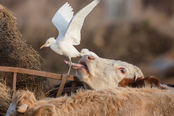 Cattle egret