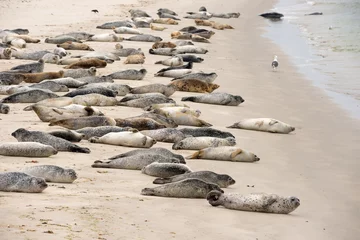 Seehunde (Phoca vitulina vitulina) und Kegelrobben (Halichoerus grypus) liegen auf Sandstrand, Kolonie, Helgoland, Insel "Düne", Nordsee, Schleswig-Holstein, Deutschland, Europa  © Carola Vahldiek