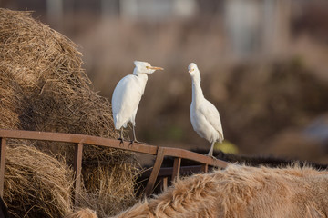 Cattle egret