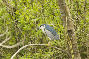 Black-crowned Night-Heron (Nycticorax)