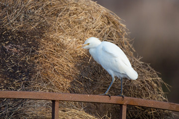 Cattle egret