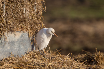 Cattle egret