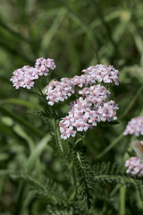 Gemeine Schafgarbe oder Gew&ouml;hnliche Schafgarbe (Achillea millefolium) 