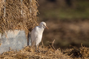 Cattle egret