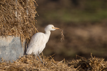 Cattle egret