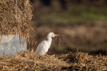 Cattle egret