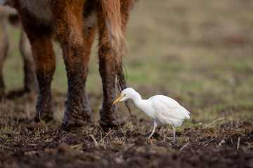 Cattle egret
