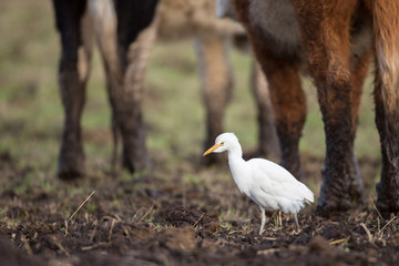 Cattle egret