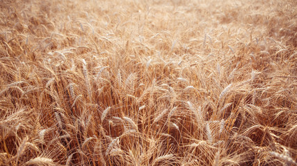 Vintage image of rye field