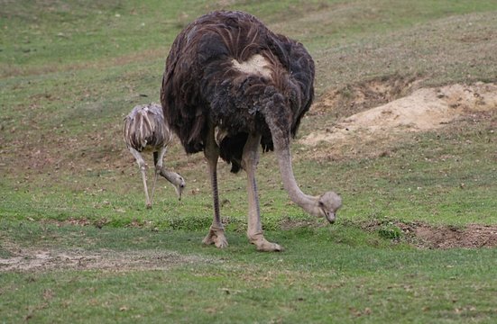 Ostrich (Struthio Camelus) (2)