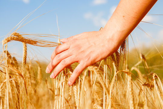 Picture of man's hand and rye spikelets