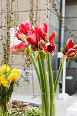A bouquet of amaryllis in a vase
