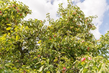 Reife rote Äpfel hängen an einem Apfelbaum