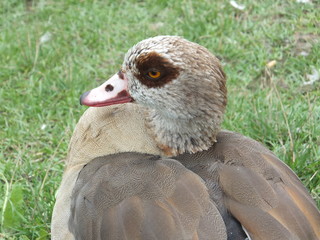 Stolze Nilgans   © unicornfotolia