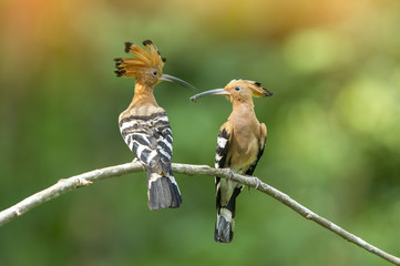 A beautiful birds hoopoe perching on a branch 