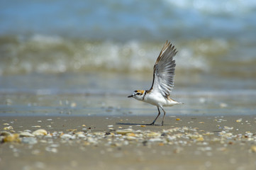 Malaysian Plover , Small bird living along the coast. And it is extinct.
