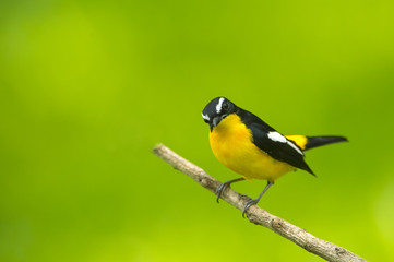 Obraz na płótnie Canvas Bird, Yellow-rumped flycatcher perching on a branch 