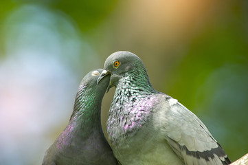 Closeup birds , Rock pigeon or Rock dove in lovey