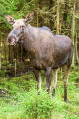 Moose cow standing in spruce forest glade.