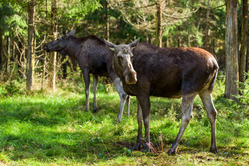 Two moose (Alces alces) cows in a woodland clearing.