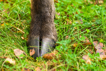 Hind hoof of a moose standing in grass.