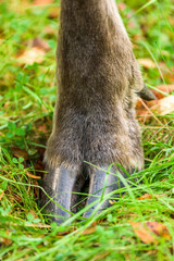 Hind hoof of a moose standing in grass.