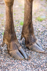 Front split hoofs of a moose standing on gravel road.