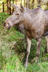 Young moose (Alces alces) standing in dense spruce forest.