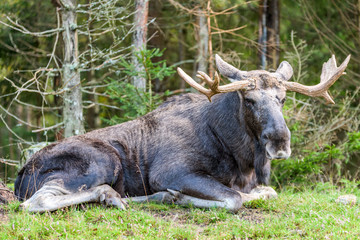 Fototapeta premium Old moose bull lying down for a rest in spruce forest.