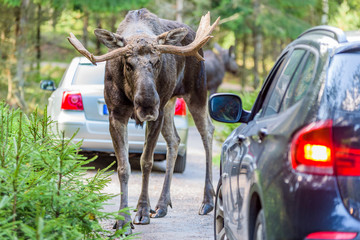 Moose bull looking into a car while standing in its way. Cars registration numbers and make removed. - 175344685