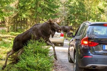 Moose bull climbing up on dirt road in front of car that hit the brakes to avoid accident. Cars registration numbers and make removed.