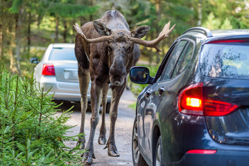 Fototapeta premium Moose bull looking into a car while standing in its way. Cars registration numbers and make removed.