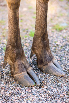 Fototapeta Front split hoofs of a moose standing on gravel road.