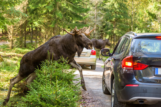 Fototapeta Moose bull climbing up on dirt road in front of car that hit the brakes to avoid accident. Cars registration numbers and make removed.