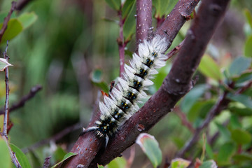 Caterpillar