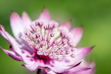 Fototapeta premium Amazing purple pink flower on green spring background