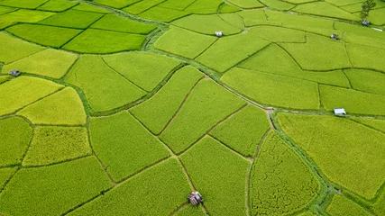 Wall murals Aerial photo Aerial view of the green and yellow rice field, grew in different pattern, soon to be harvested, Nan, Thialand
