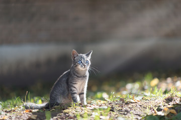 Animals. Brown tabby cat enjoying himself outdoor in garden, warming in the sun.