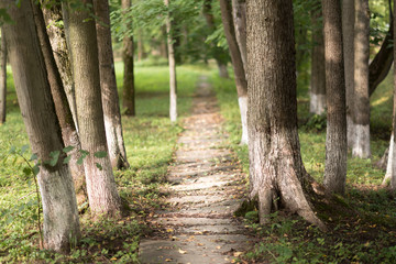 Green alley with walking path near trees in the park