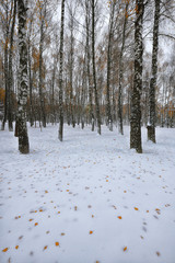 Fallen autumn leaves on  snow in the forest