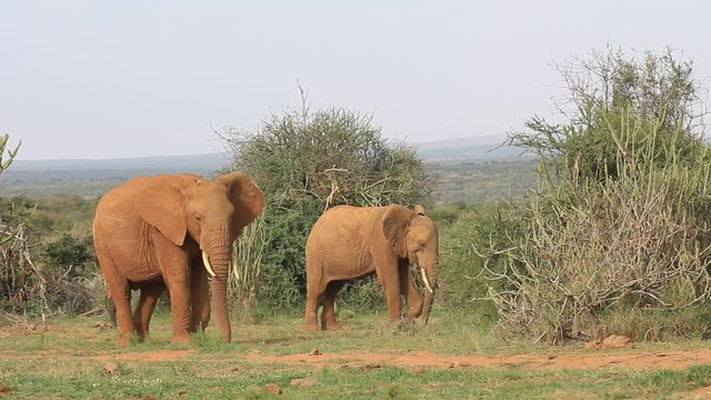 African Elephants. They are eating grass, uprooting it with their feet and shaking sand off before eating