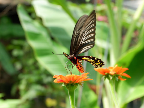 Golden Birdwing (Troides aeacus) butterfly in motion