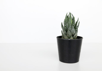 Green cactus In the pot,copy space.