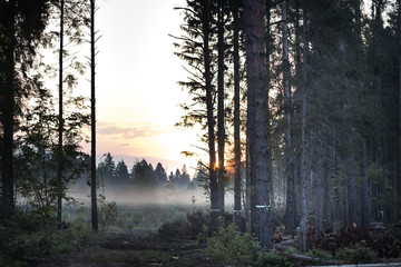 Fototapeta na wymiar Deforestation. Summer morning mist over the forest.