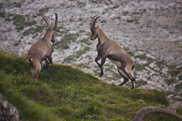 Young goats playing