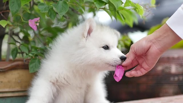Cute siberian husky puppy playing in the park and look at camera slow motion 