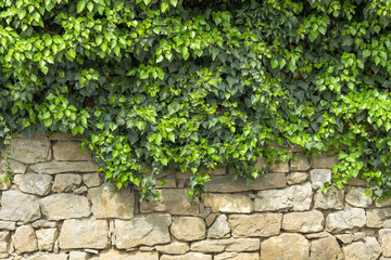 Leaves of ivy covering old stone wall.  Old stone Wall. Green ivy leafs on a white stone wall background. Green ivy leaf background - obrazy, fototapety, plakaty