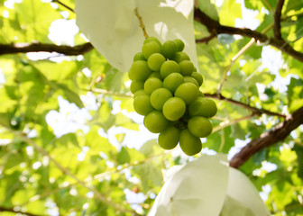 出荷間近のシャインマスカット